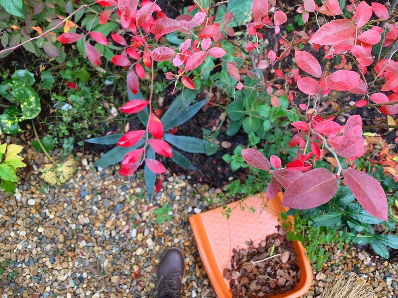 ブルーベリーの収穫 平屋私庭日記 ２４ 園園 中山智憲 庭師 Note