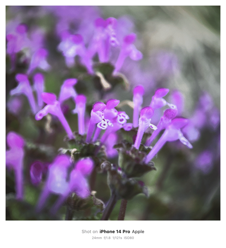 #そのへんの3cm vol.2464 iPhoneでマクロ連載#ホトケノザ その2一つ前のポストで拡大しすぎたので、お花畑モードで撮ってみる。ありふれた雑草が素敵になるよ。#シソ目シソ科 