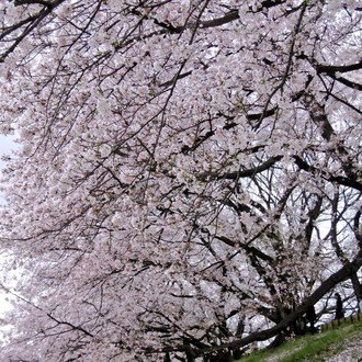 刀ミュ三百年の子守唄19 感想 U U C Note 刀ミュ三百年の子守唄19 感想 U U C Note