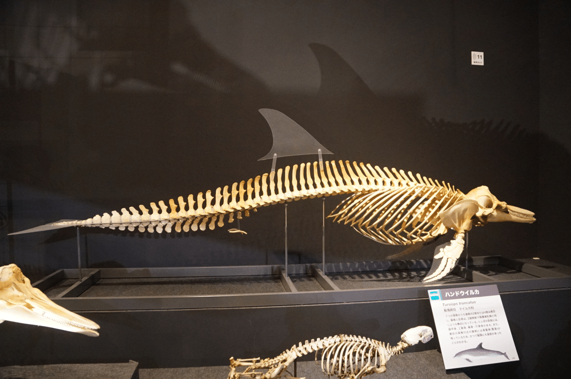 イルカ・ペンギン交代説とイルカ展示の将来｜始祖鳥堂まふ（M.A.F.）