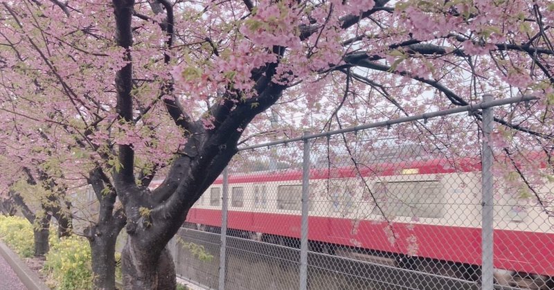 三浦海岸桜祭り2024.2.23［写真展］
