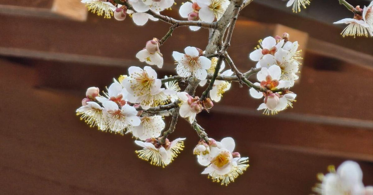 在銘 梅花 枯木 急須 中国 禅語を味わう．．．025：梅花新たに發く旧年の枝．．．｜古川