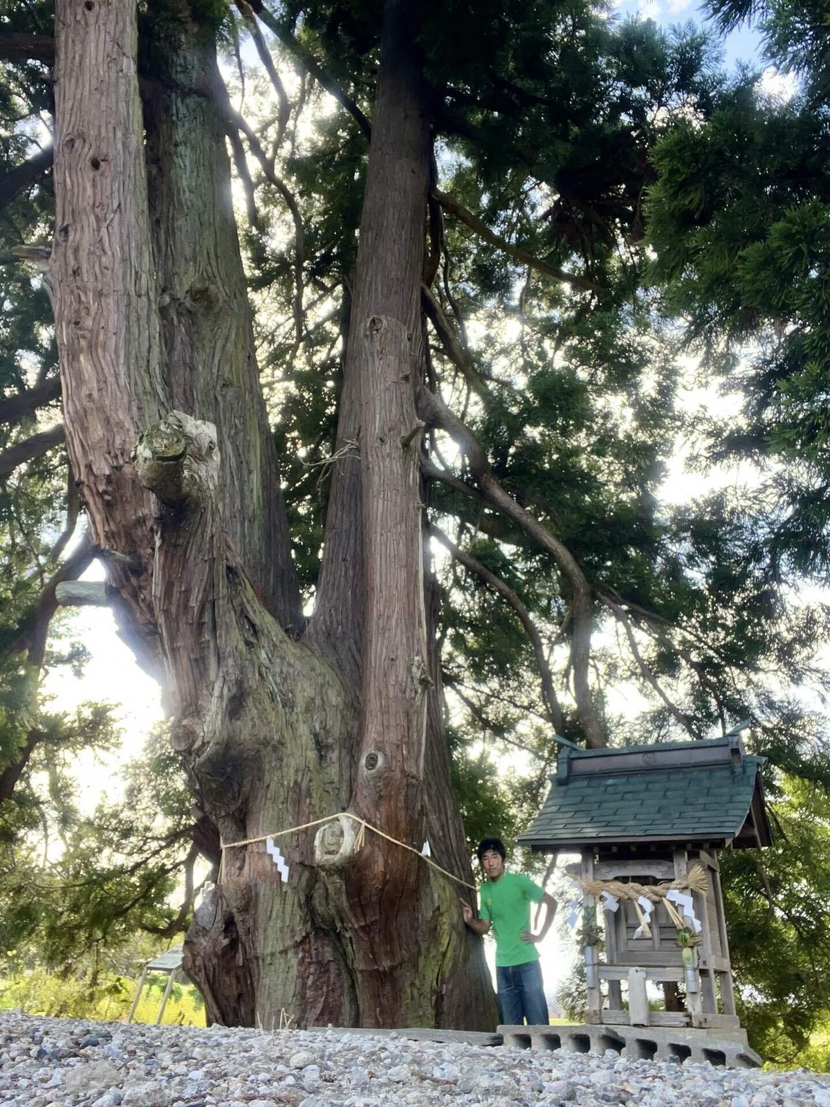 滋賀の巨木・古木をまとめる①|からぶり(太田昌大)