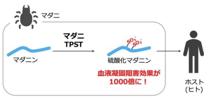 マダニのタンパク質