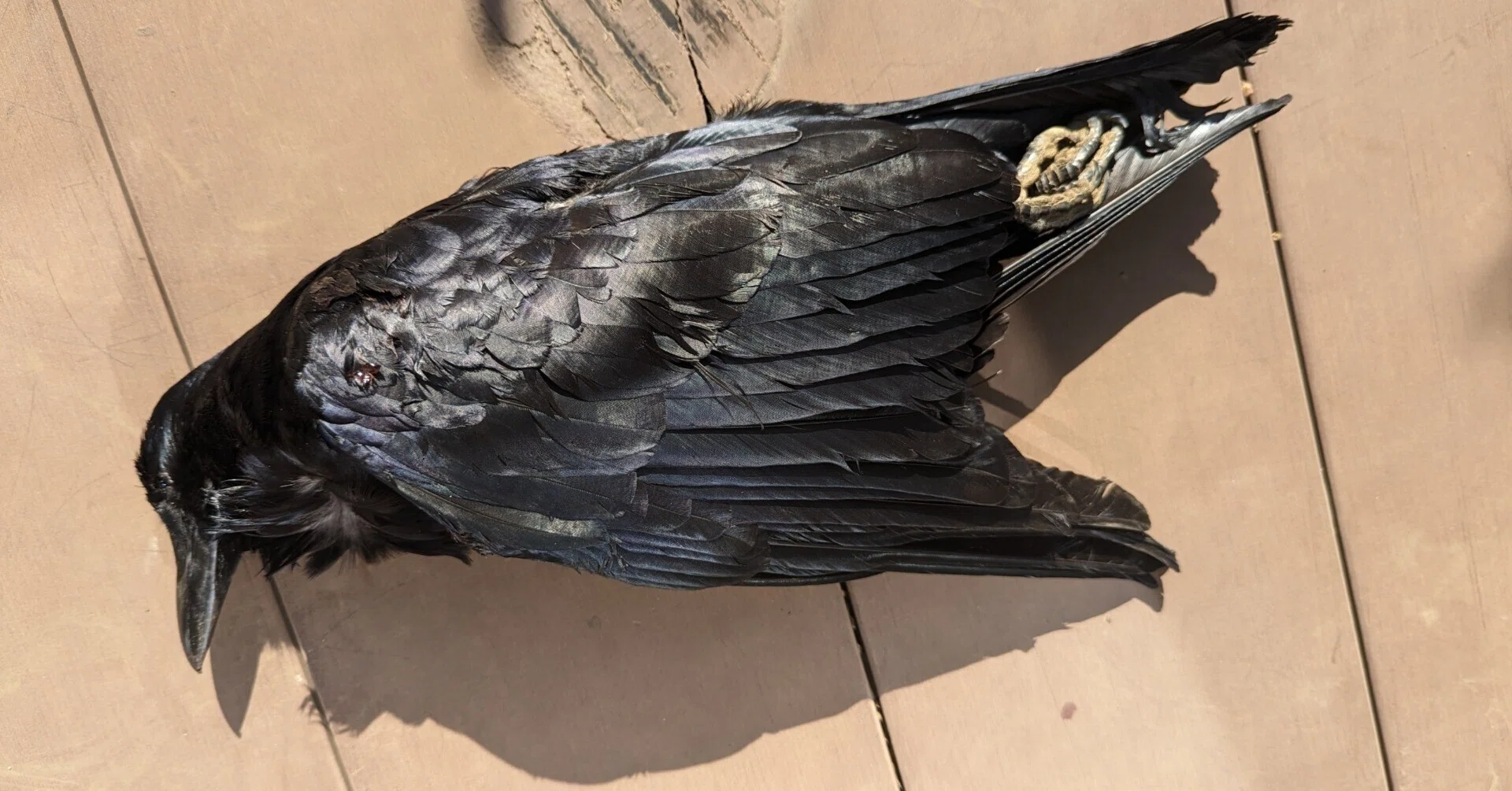 2024年3月1日（金）「有害鳥獣・ハシボソガラス」｜おおたま