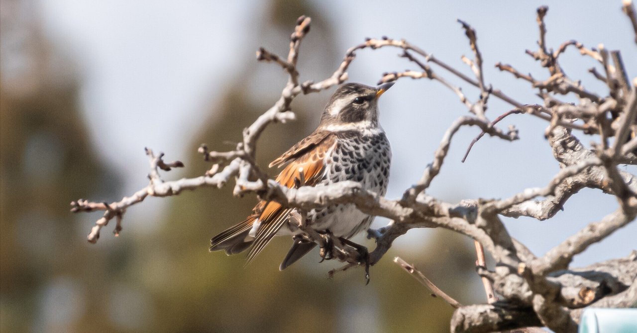 Photo Story｜鶫-つぐみ-/Tugumi｜AkiirO