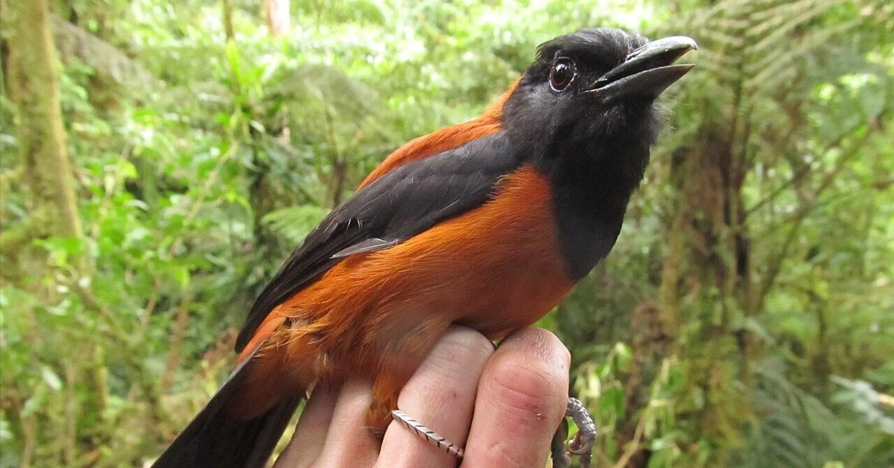 鳥ちん 第2769回 伝説の毒鳥｜翆野 大地