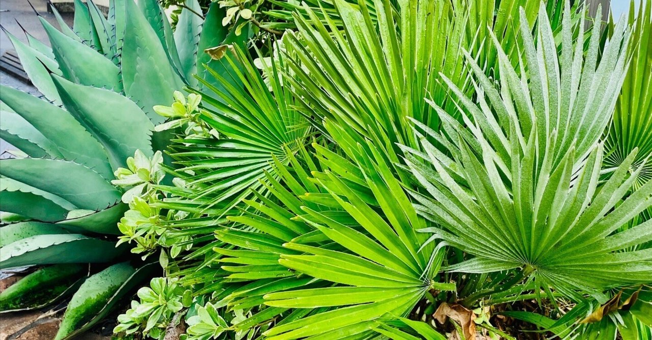 乙庭植物図鑑】20230215 チャメロプス フミリス (Chamaerops humilis