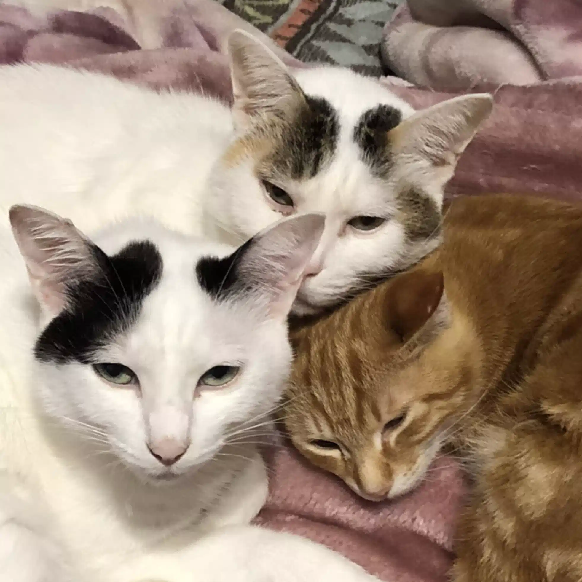 猫Lunaシオン