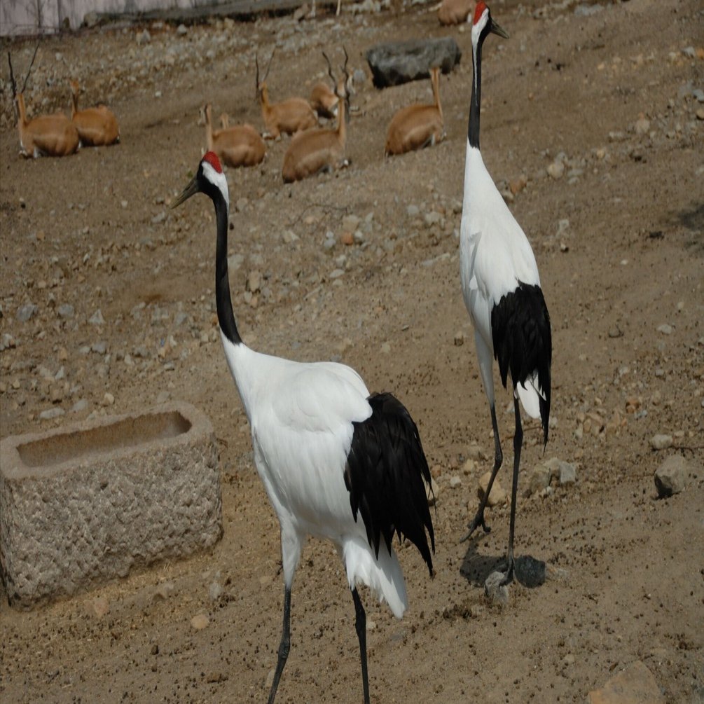 日本の鶴｜タンチョウ Japanese Crane｜M_ayumi