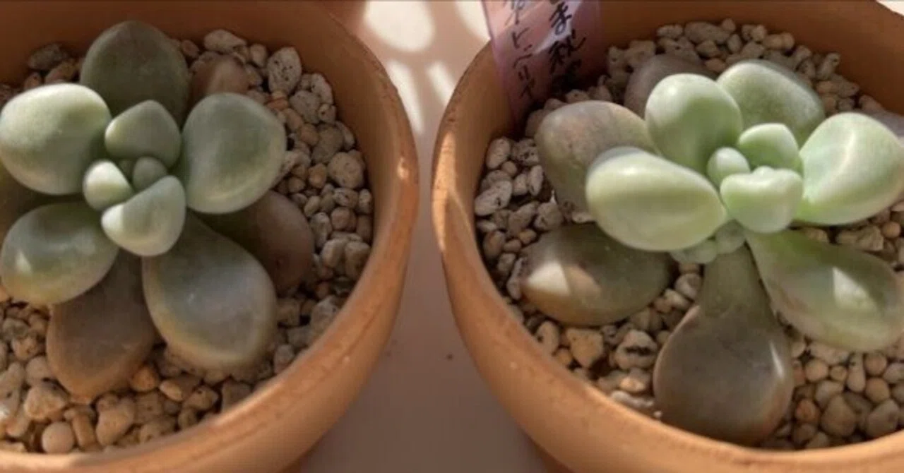 多肉植物　グラプトペタルム　だるま秀麗 多肉植物 グラプトペタルム だるま秋麗（だるましゅうれい） 7.5cm