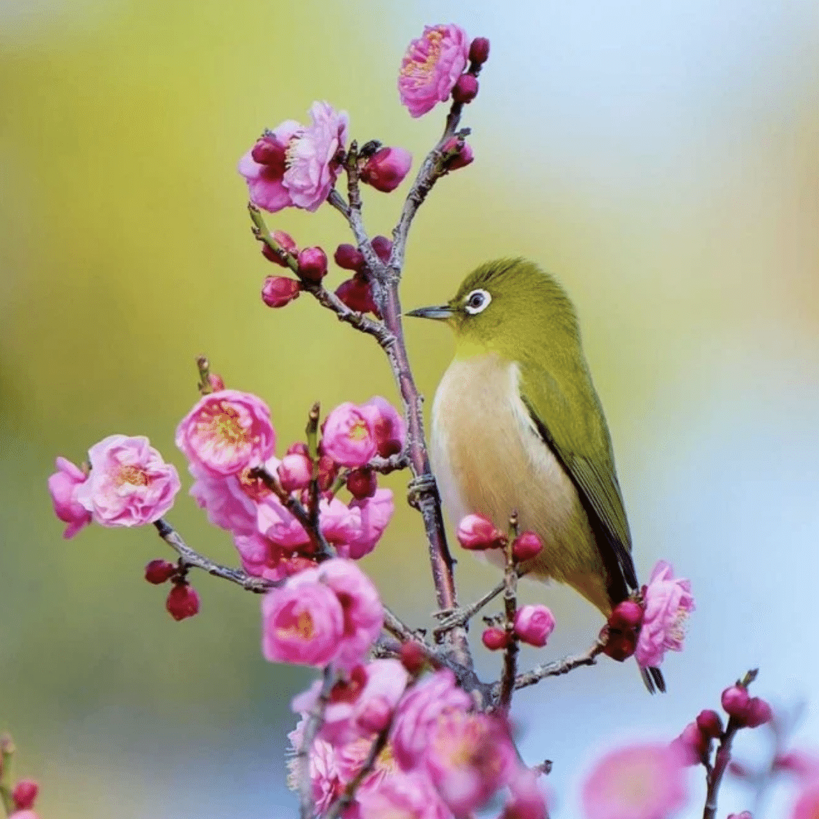 梅の木にいる鳥…｜Kanon工房