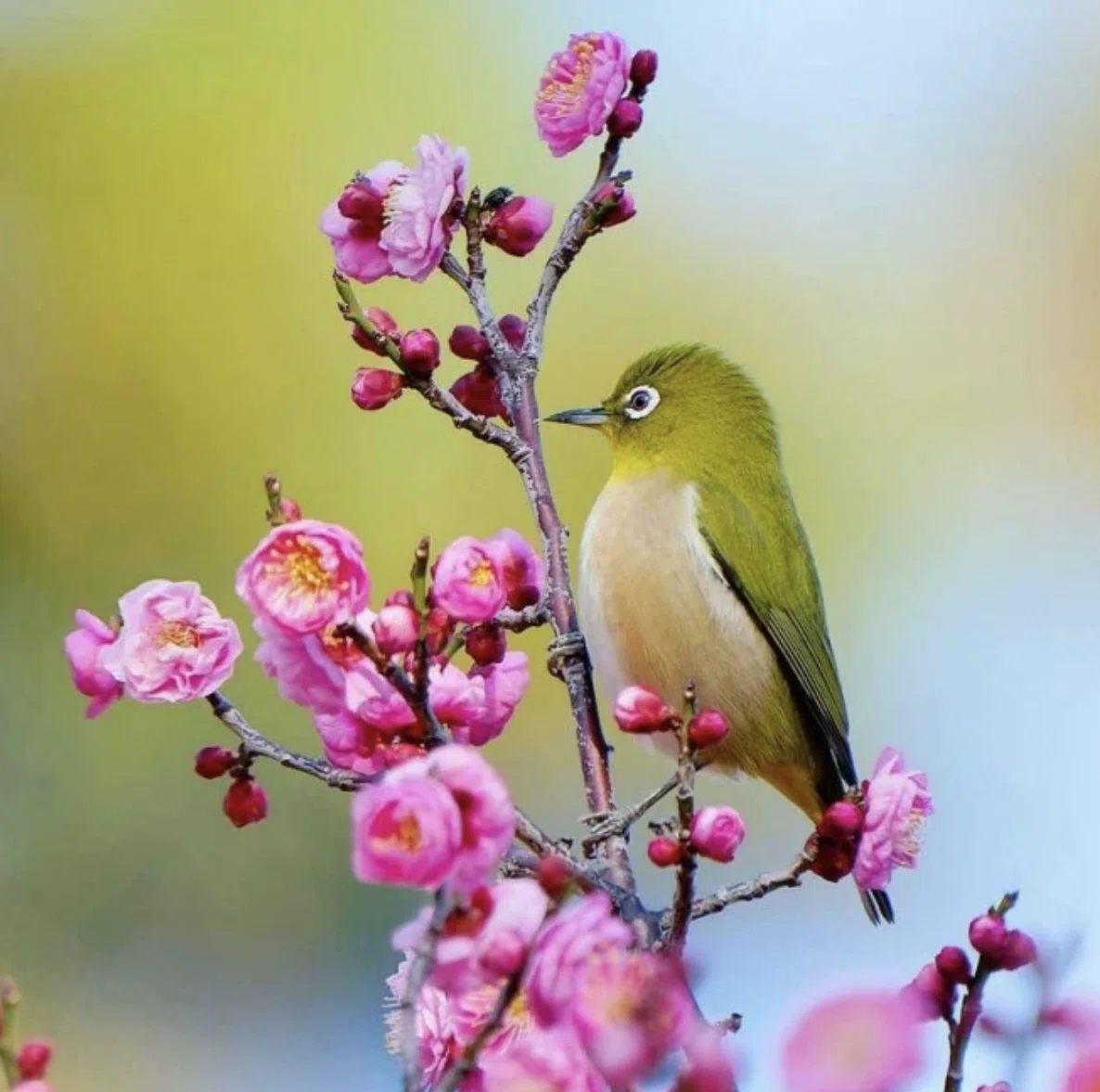 春 梅 うぐいす 鶯 コンコンブル 鳥 切り株桜 concombre（コンコンブル）ねこねこ桜ピクニック 希少 置物