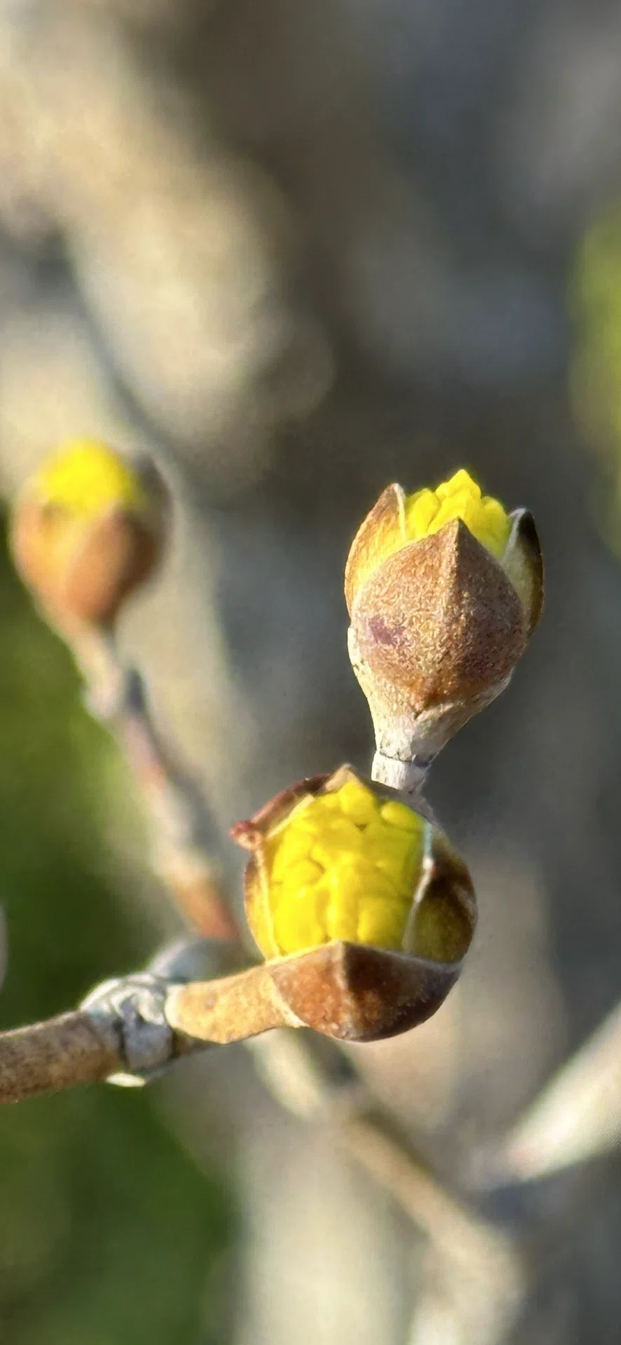 山茱萸　50本 山茱萸｜EGGSEED