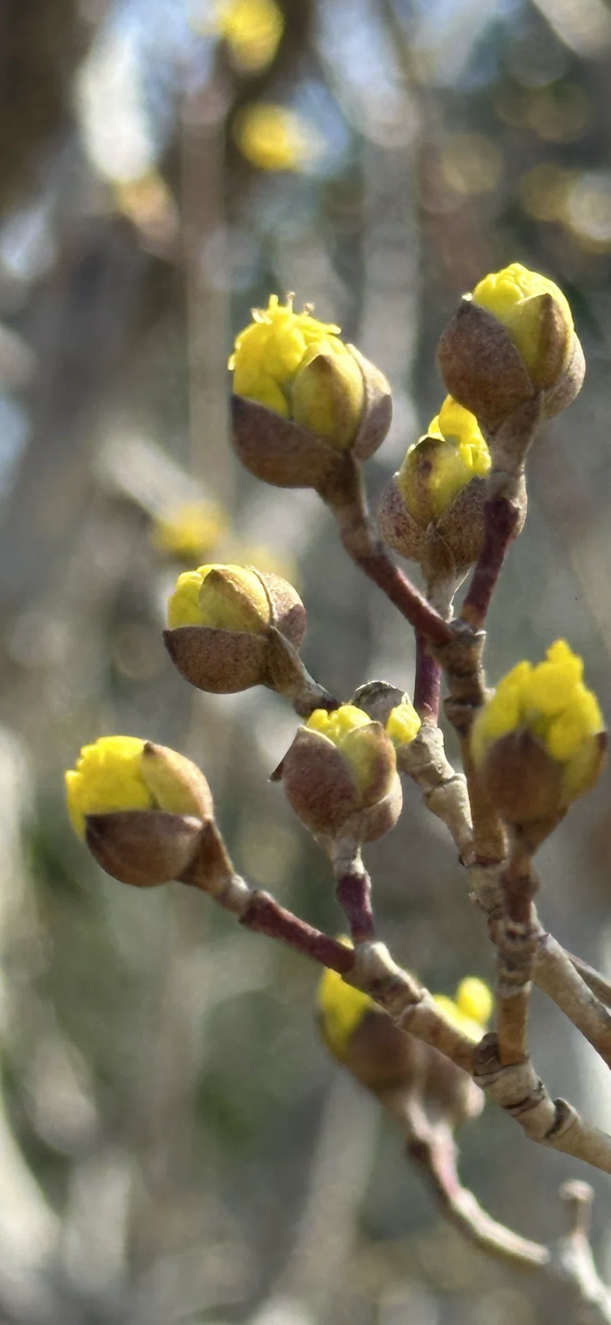 山茱萸｜EGGSEED