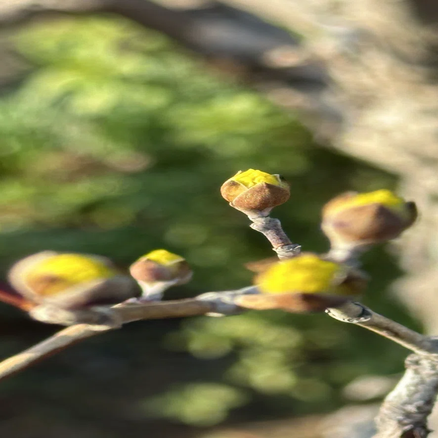 山茱萸｜EGGSEED