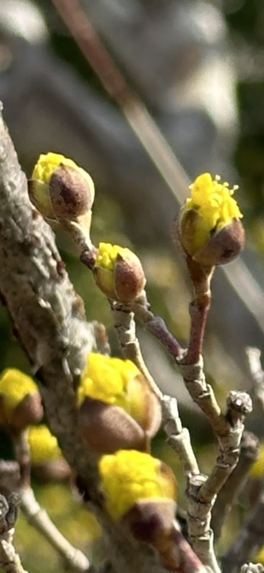 山茱萸｜EGGSEED
