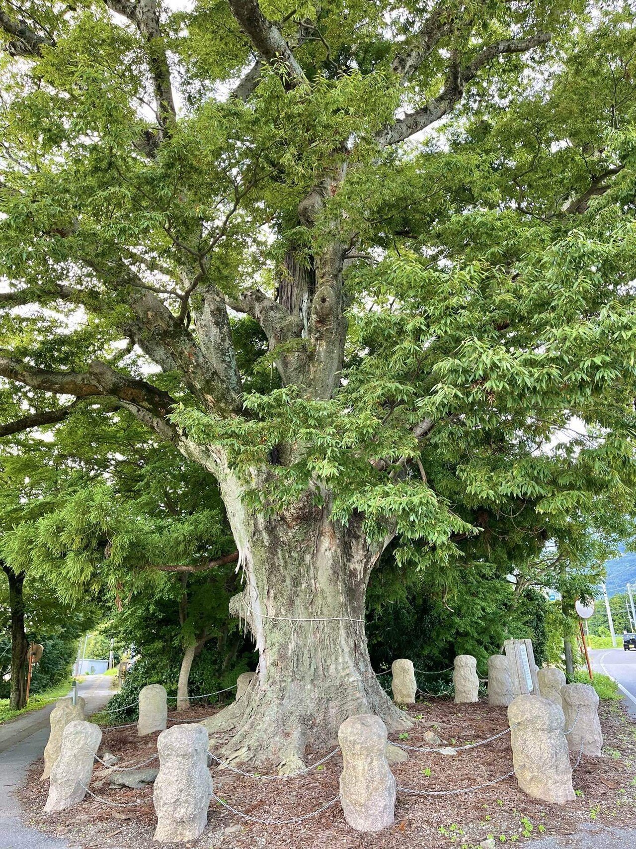 滋賀の巨木・古木をまとめる②｜からぶり(太田昌大)