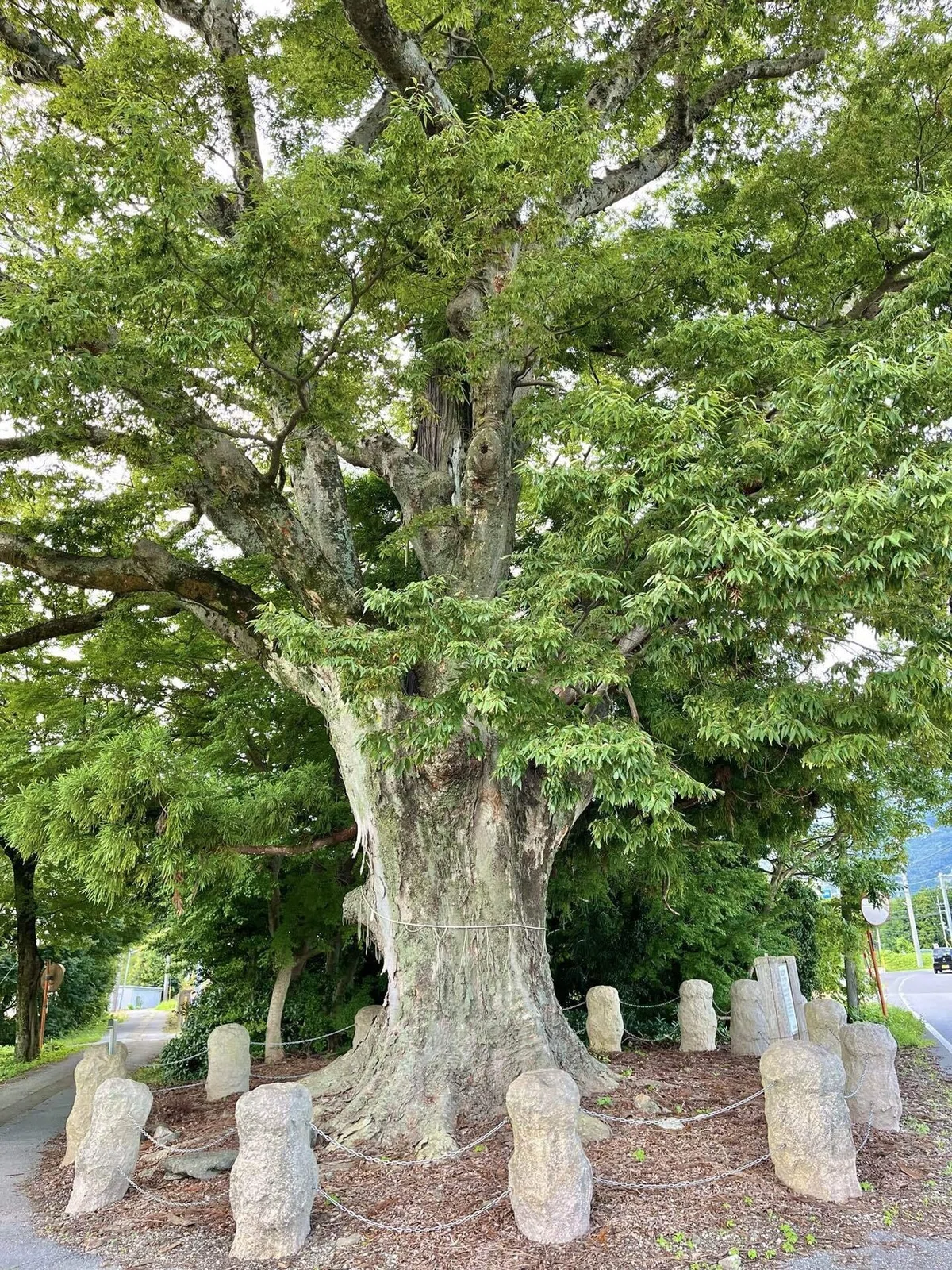 滋賀の巨木・古木をまとめる②|からぶり(太田昌大)