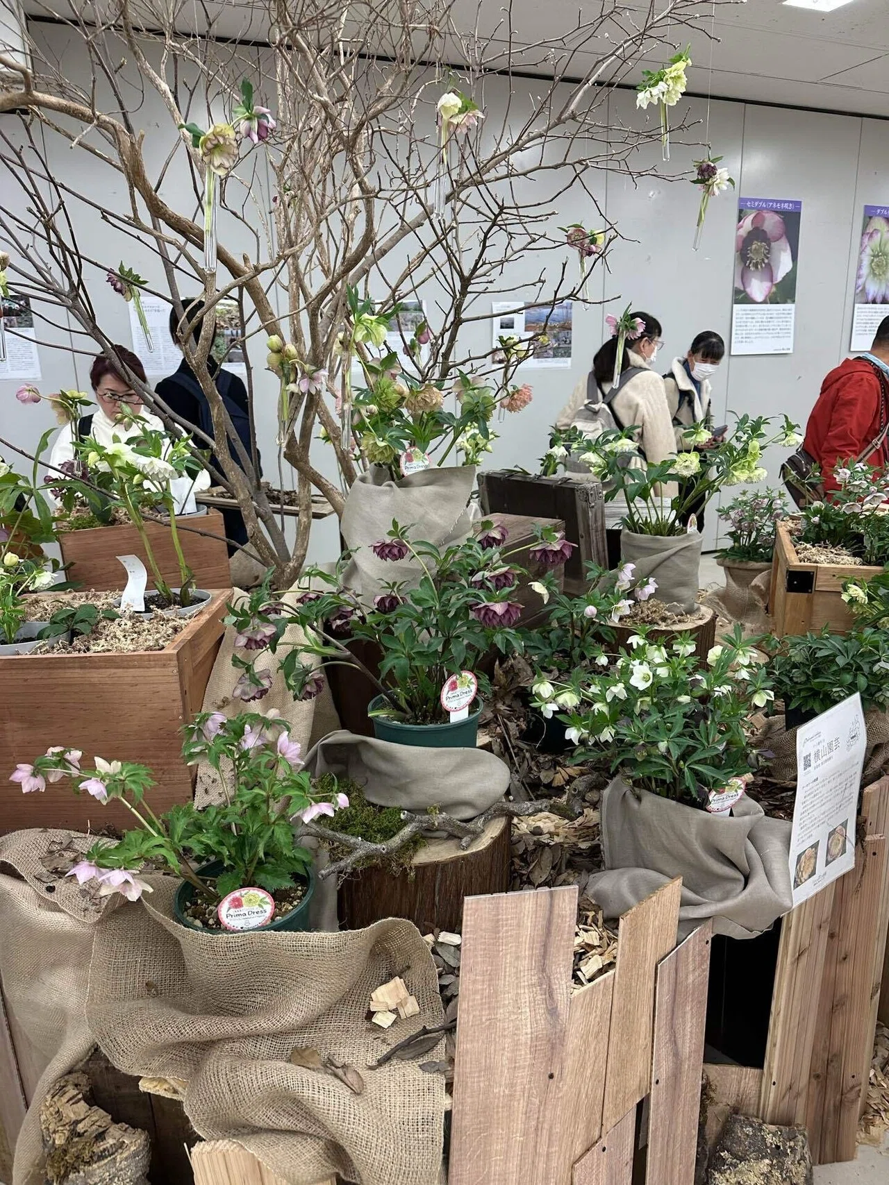 クリスマスローズの世界展 2024 行ってきました❗️｜すず
