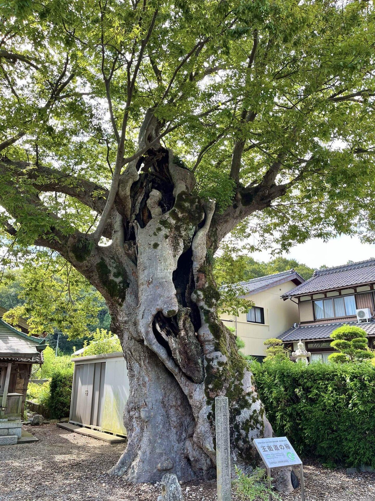 滋賀の巨木・古木をまとめる②｜からぶり(太田昌大)