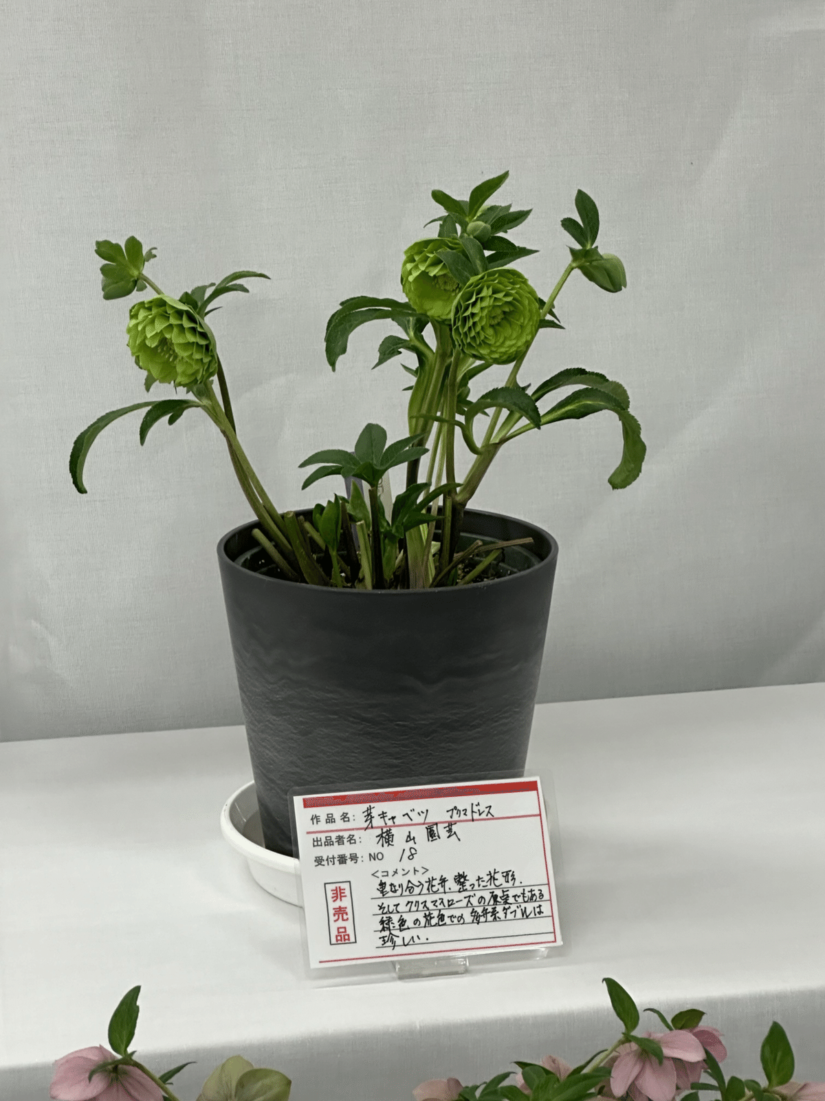 クリスマスローズの世界展 2024 行ってきました❗️｜すず