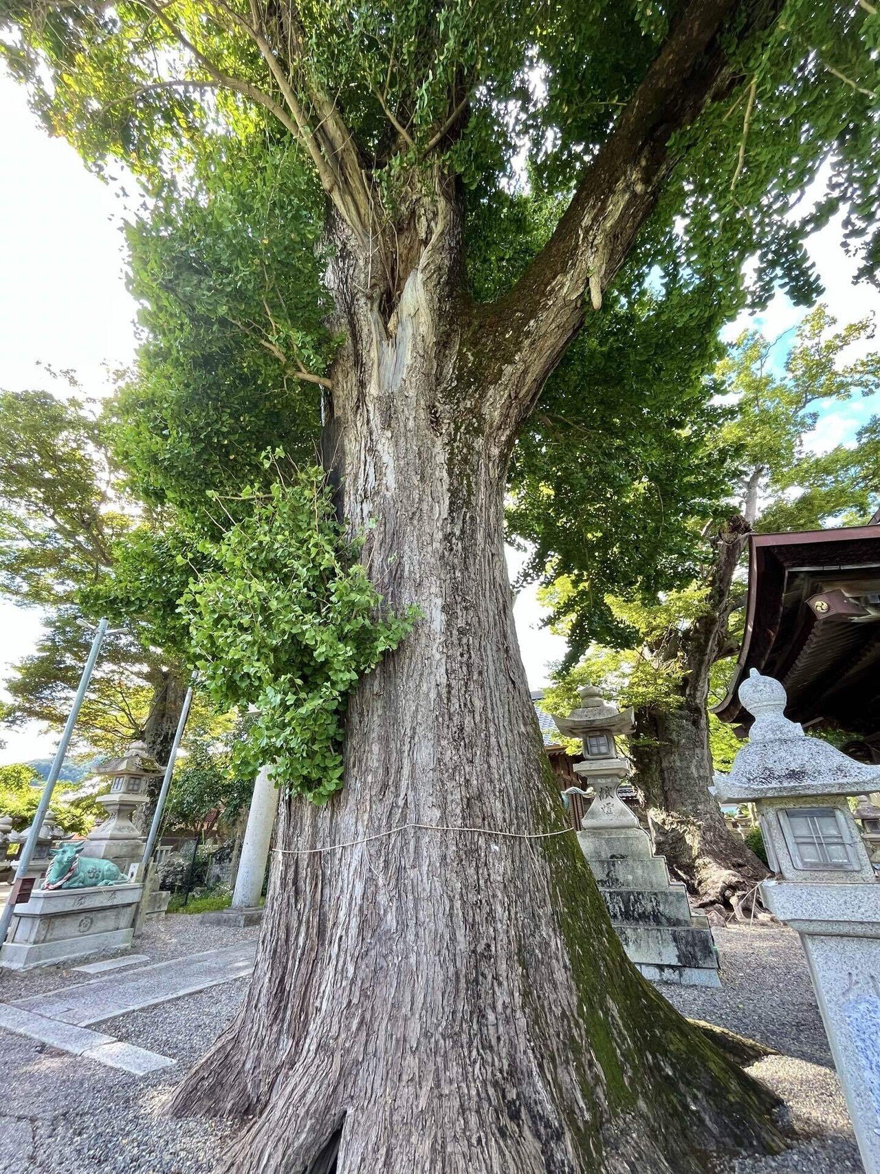 滋賀の巨木・古木をまとめる②｜からぶり(太田昌大)