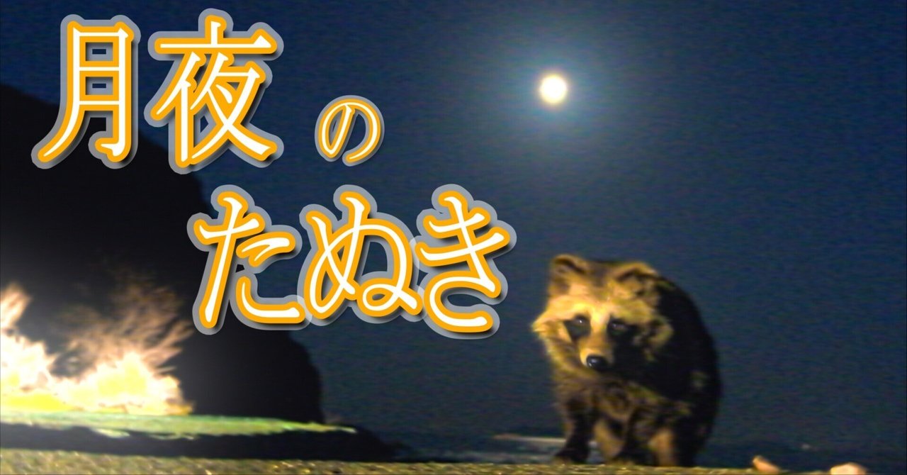 満月たぬき 可愛いタヌキ動画 月夜のたぬき tanuki video｜yohaku_photo