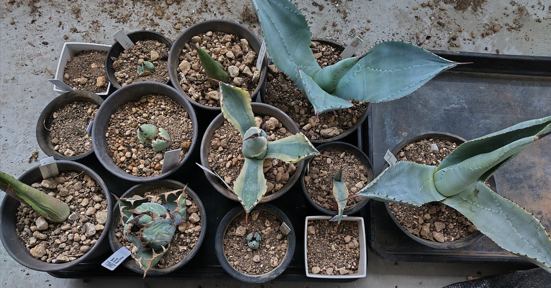 Agave potatorum Cherryswizle アガベ ポタトラム チェリースウィズル