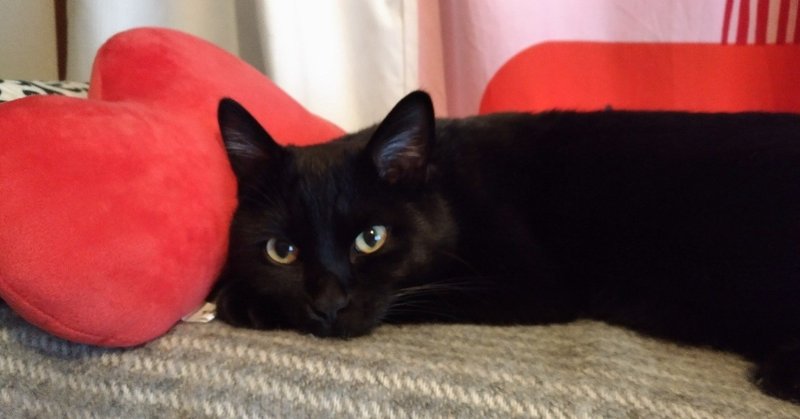 妊婦さんと猫との生活について 動物の先生 Note