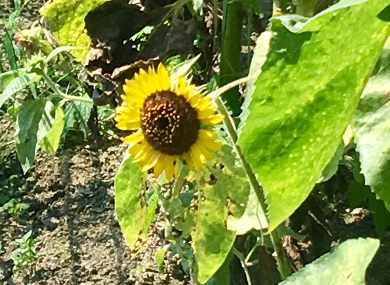 誰の ためにぃ 咲いたのー Ken壱 S 蜃気楼旅団 Note 誰の ためにぃ 咲いたのー Ken壱 S 蜃気楼旅団 Note