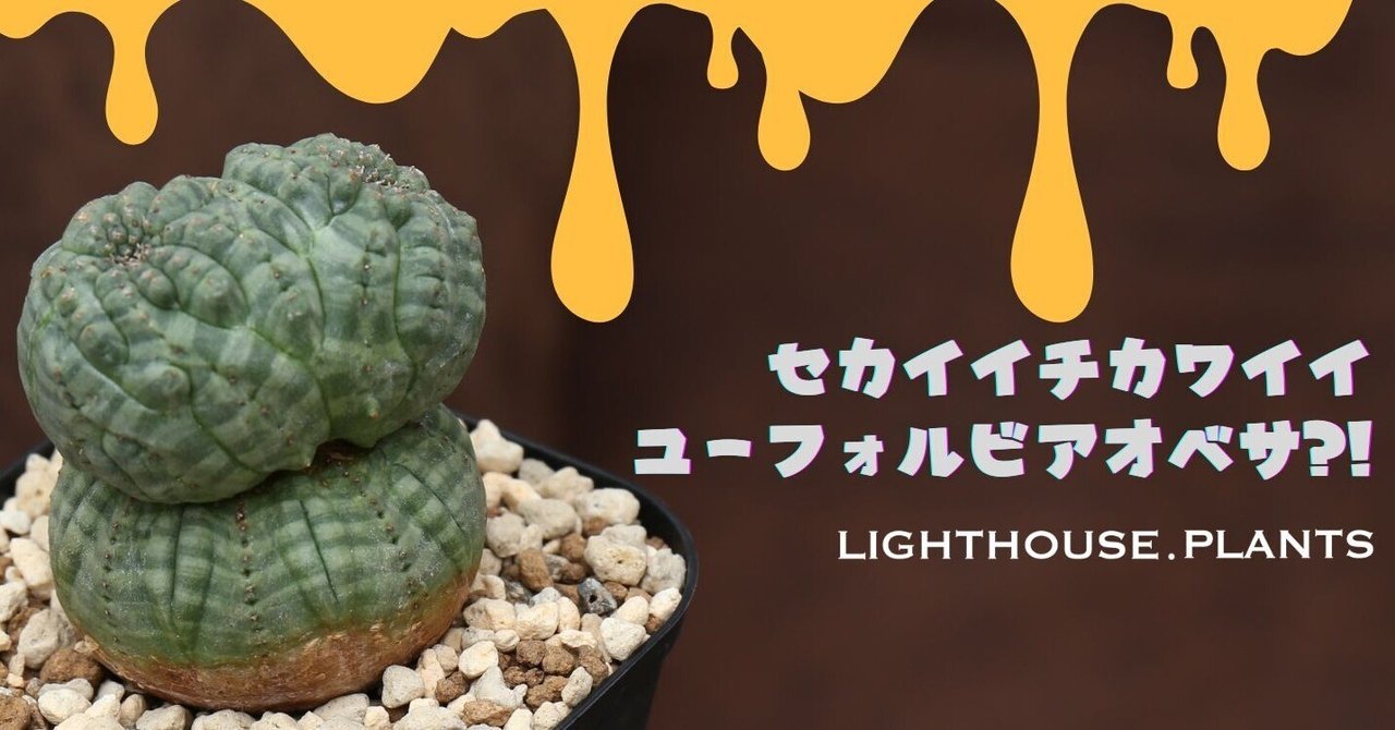 世界一カワイイ ユーフォルビア オベサ？！この子過去イチ