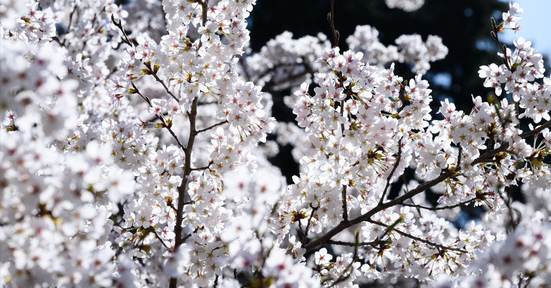 花春ページ いきいきパズル 菜の花と桜咲く白木峰高原（長崎）【通販限定