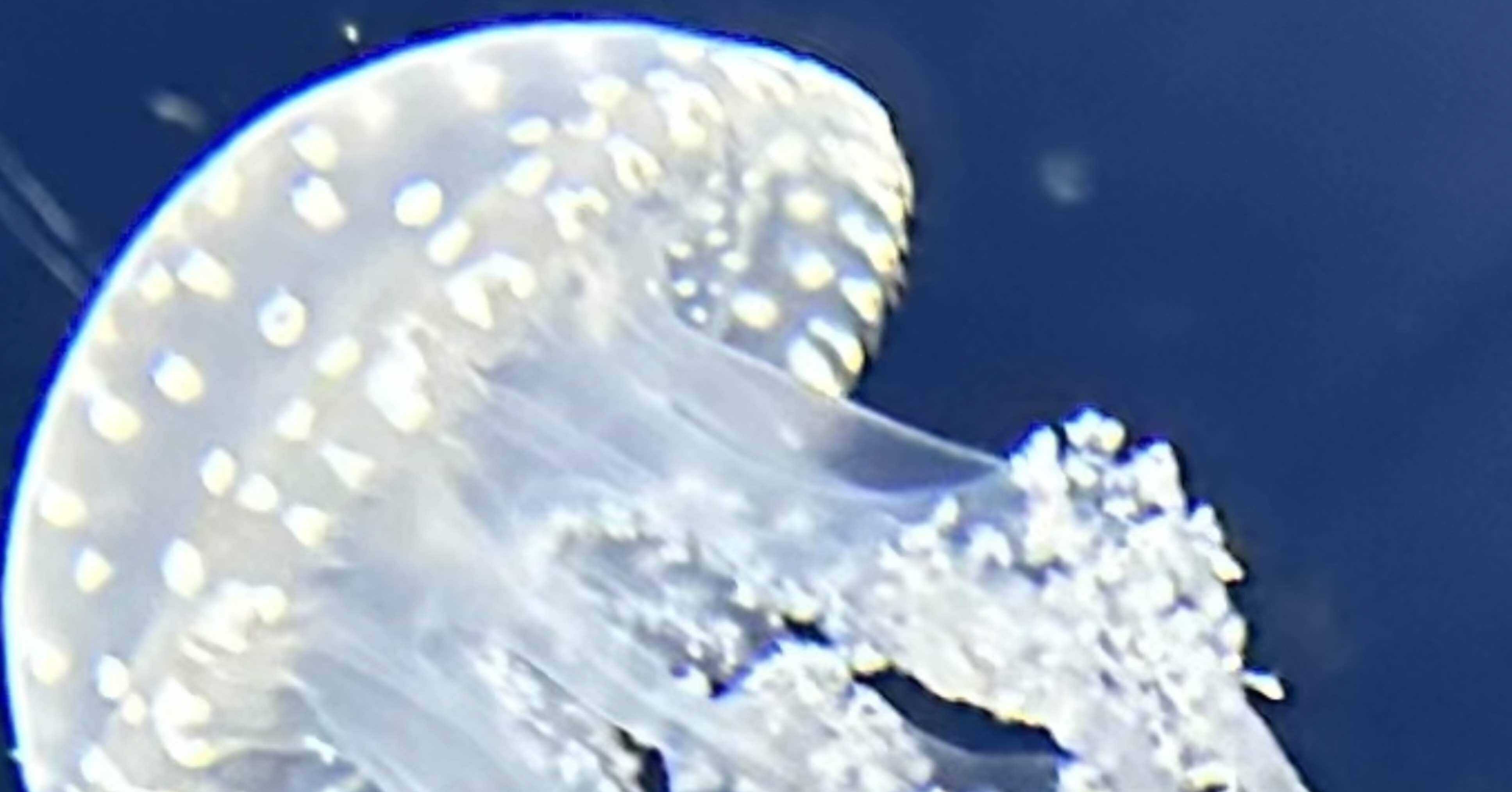 タコクラゲページ タコクラゲ（Mastigias papua）・川崎悟司イラスト集