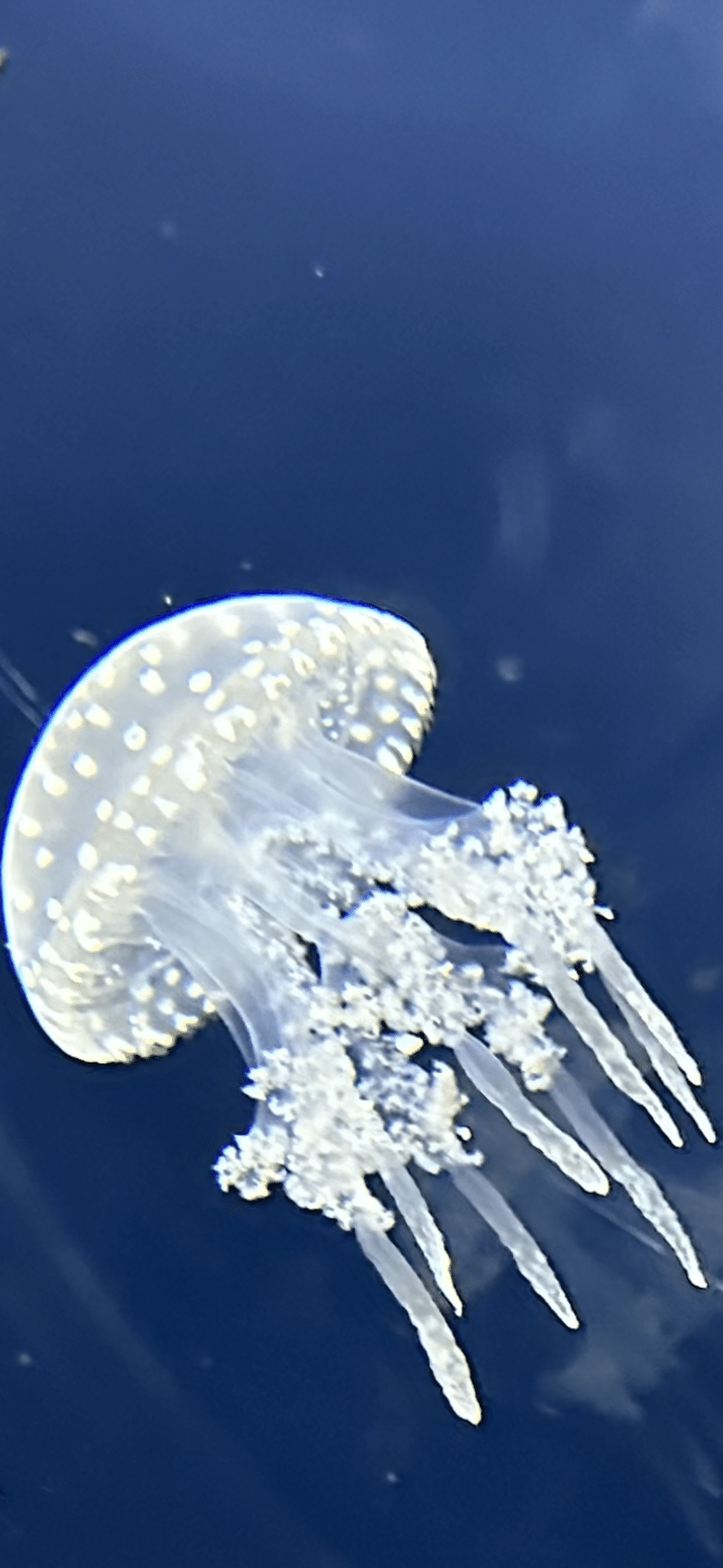 蛸水母｜EGGSEED