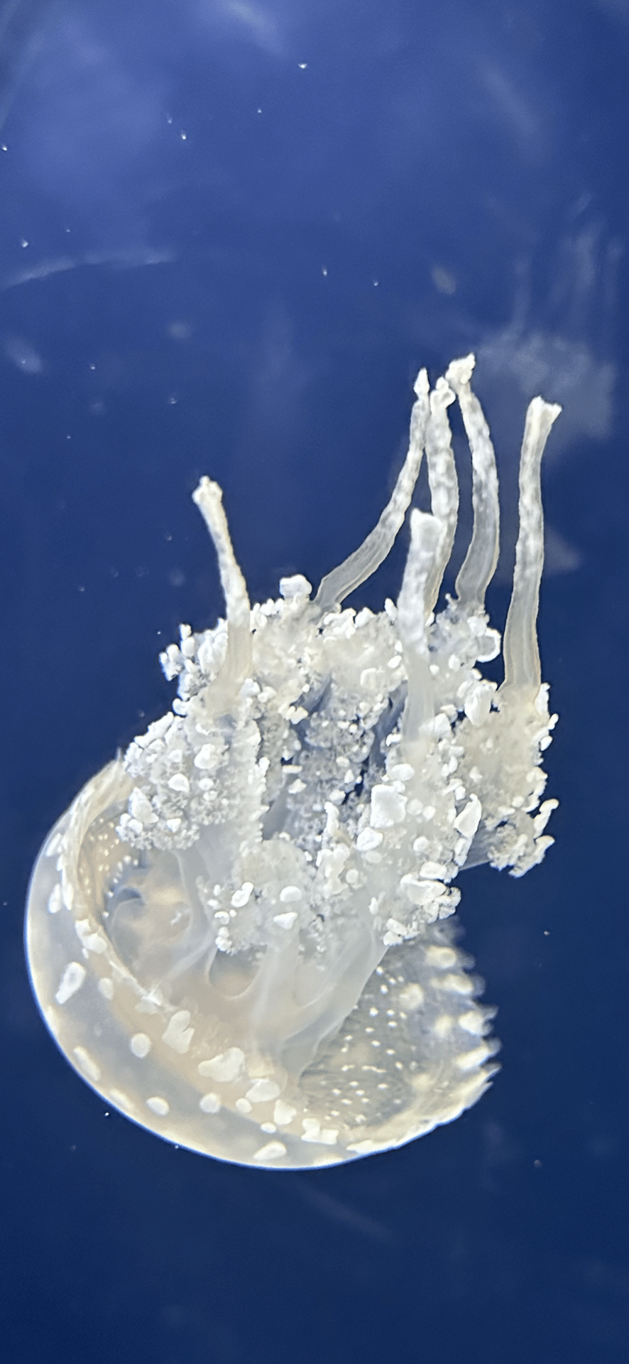 たこくらげ クラゲダコ - Wikipedia