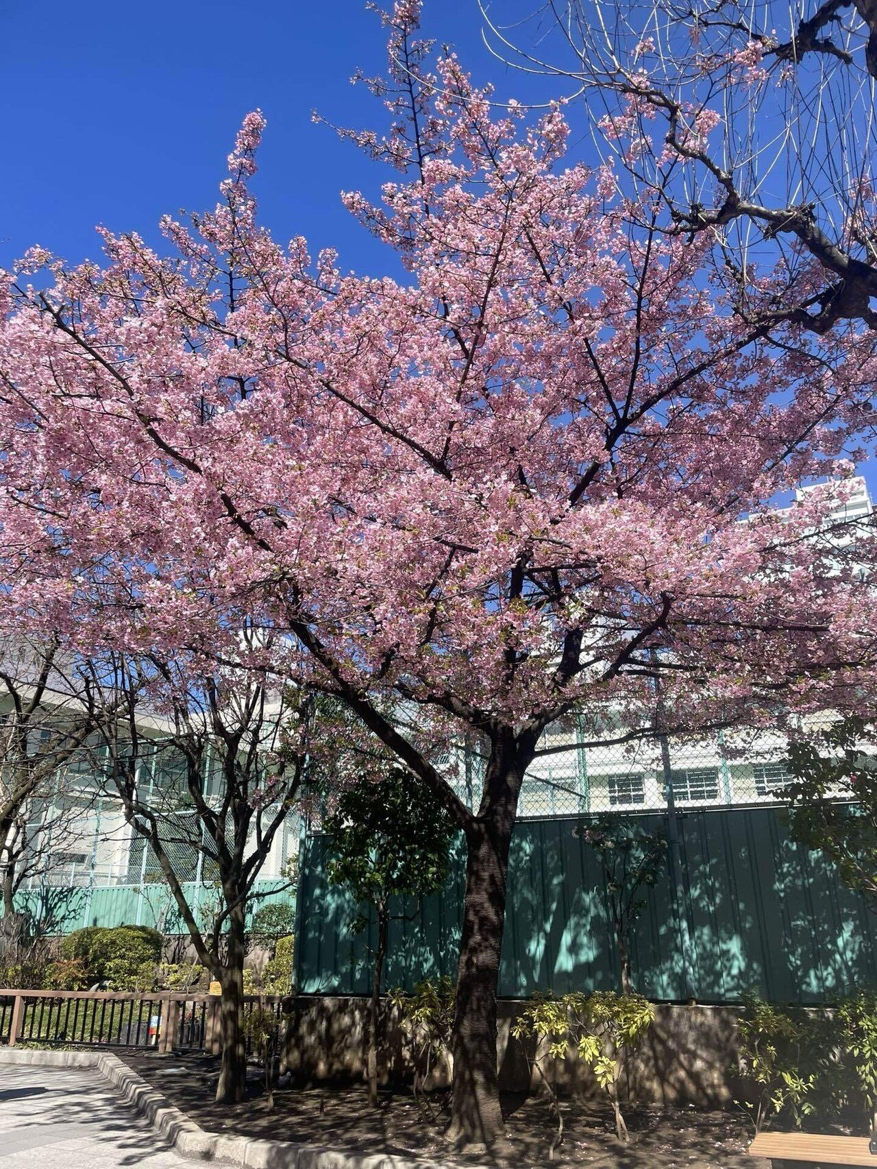 桜②様　ご確認用ページ 二上桜 | 桜図鑑｜公益財団法人日本花の会