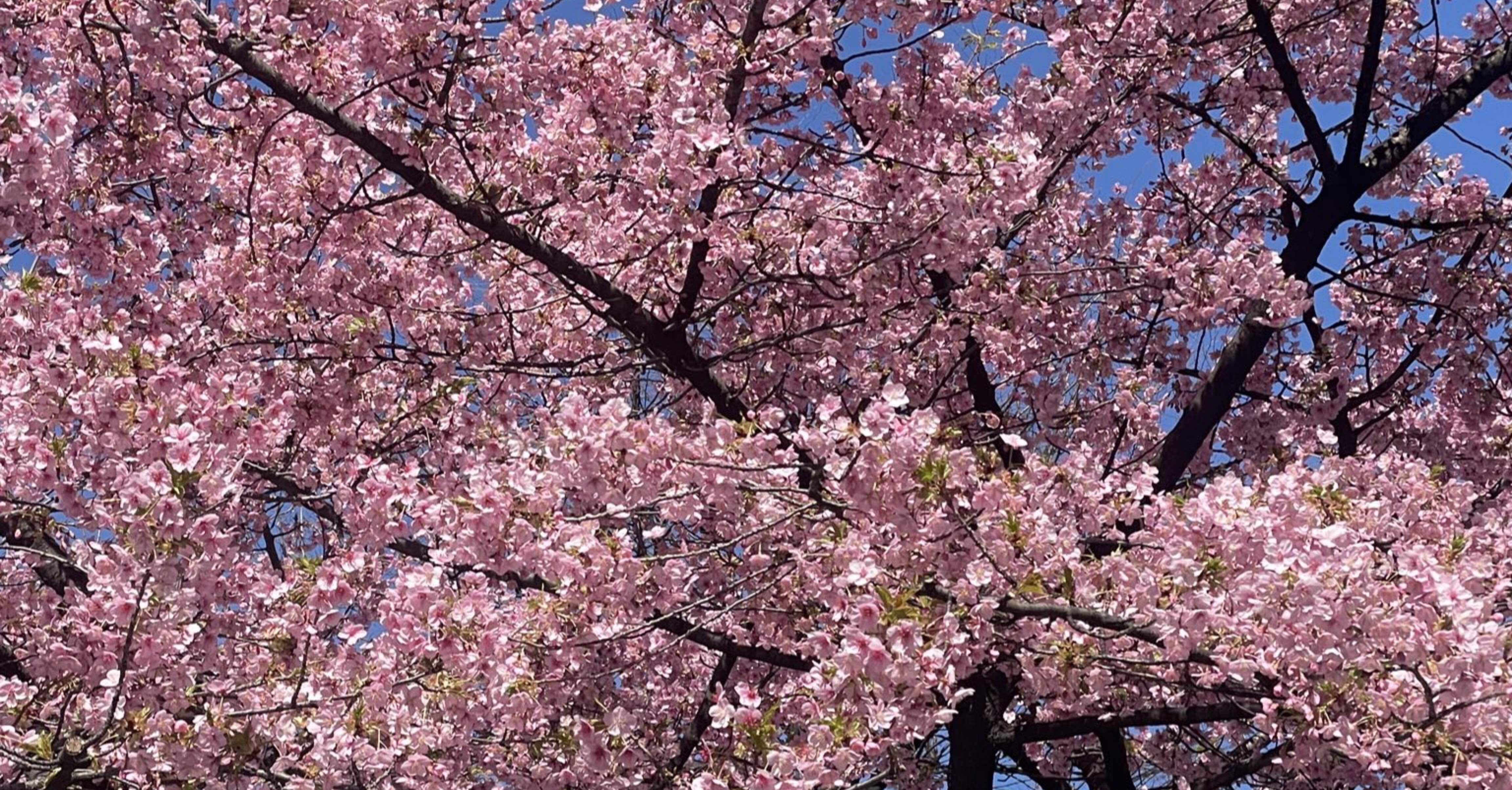 桜の開花状況（2月26日撮影）｜上野案内所