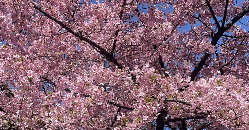 桜の開花状況（2月26日撮影）