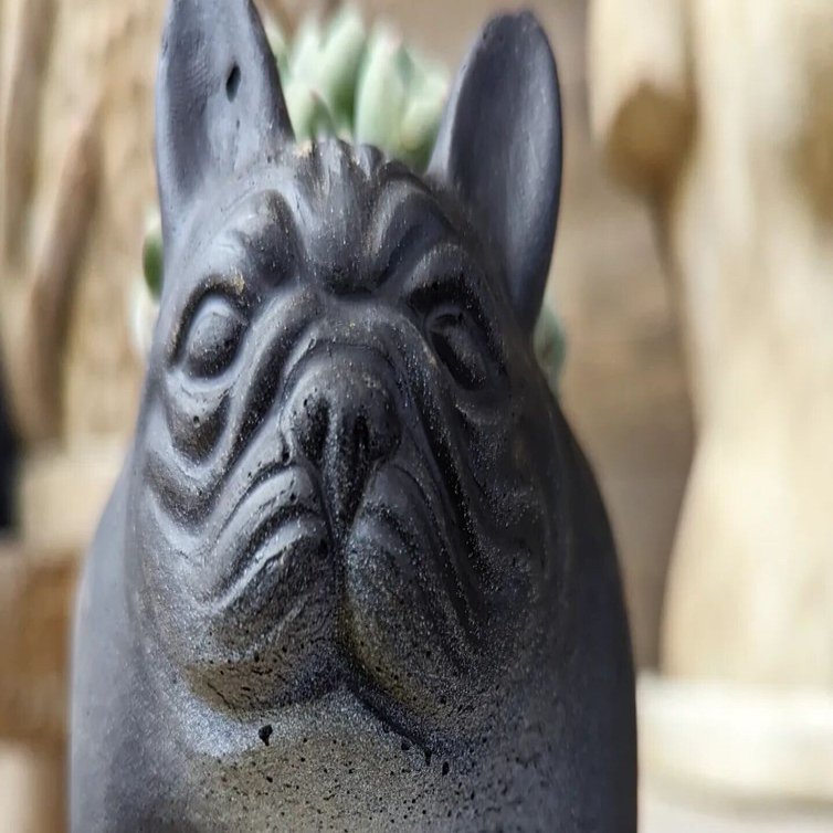 入荷情報（多肉植物・コーデックス編）2024.2.23～｜グリーンセンター