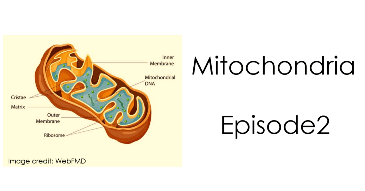 ミトコンドリアの離れ業 -エピソード2-｜KAWASAKI