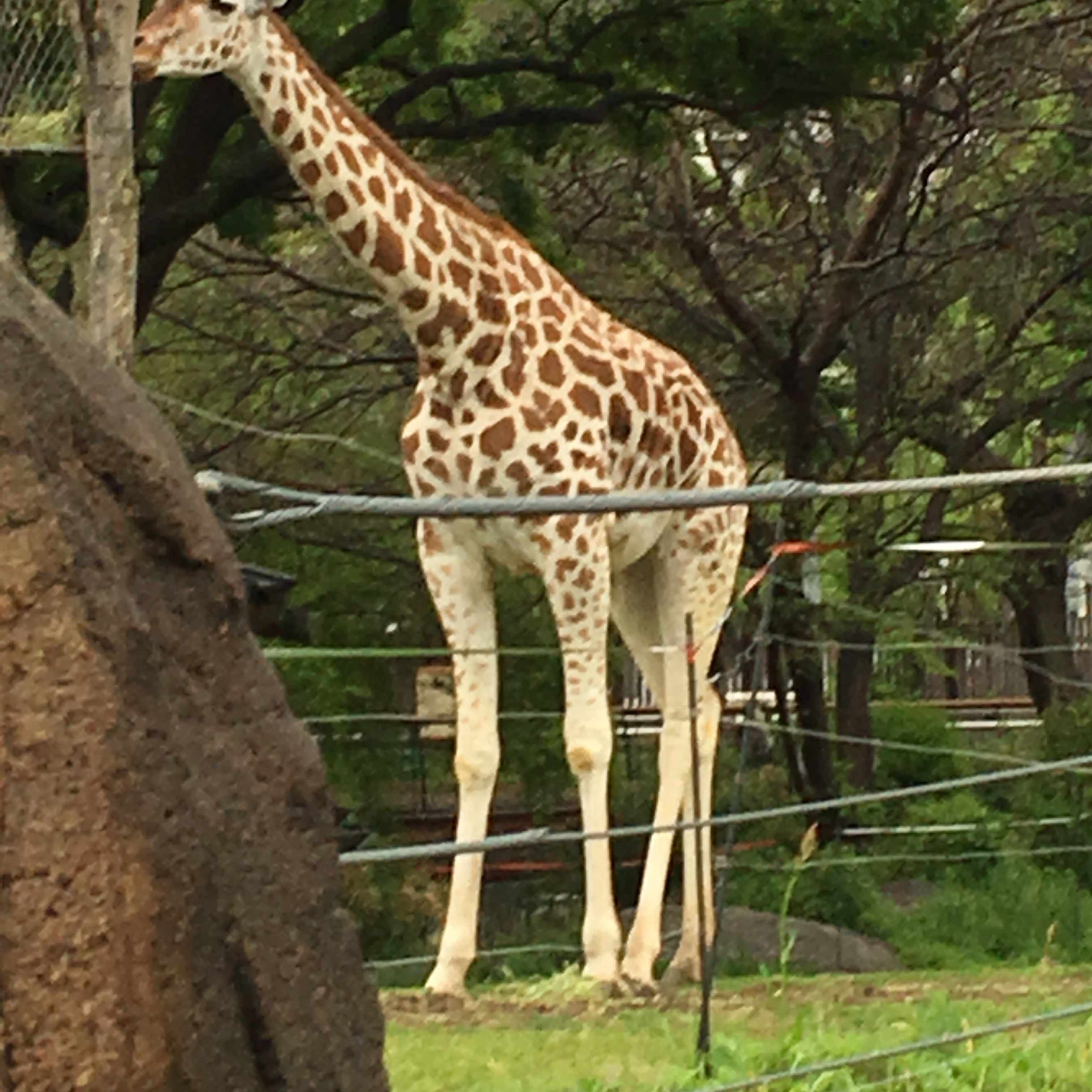 Zazen Boysのライブに行ってきた Fornoscene Note