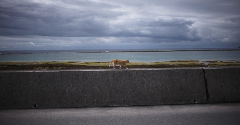 沖縄の離島の猫に会いに行く #奥武島