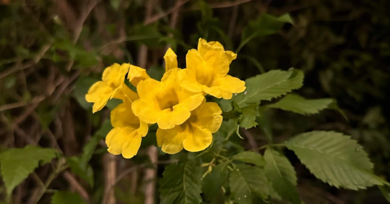 異国の花｜鈴木咲子/ Sakiko Suzuki