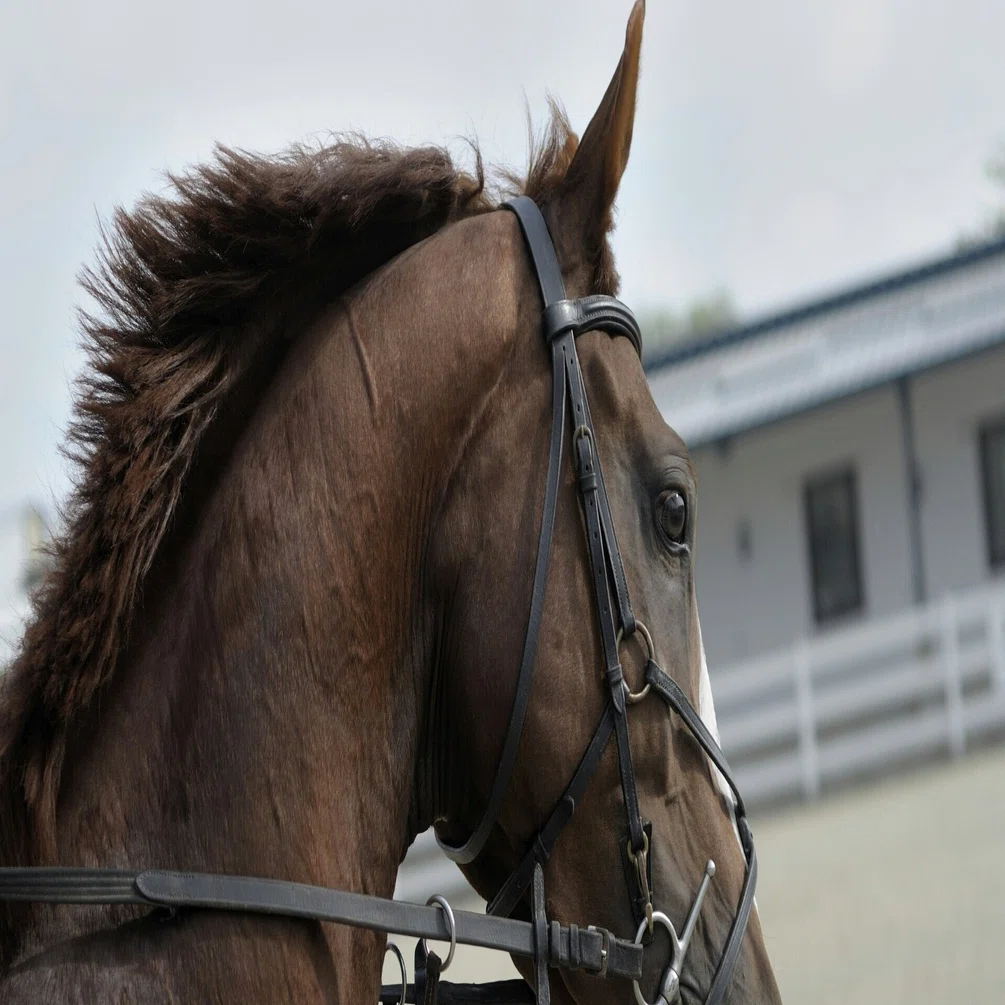 日本競馬に現れた 