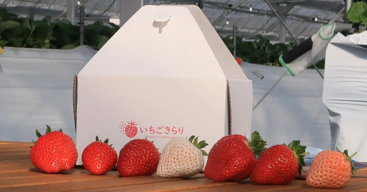福岡】いちごきらり🍓7品種食べ比べ｜ちお