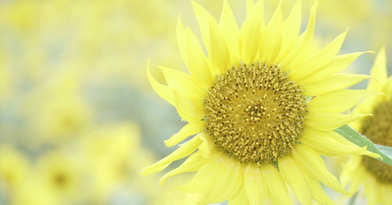 向日葵は枯れていない！】1．ギラヴァンツ北九州ミニレビュー～第1節