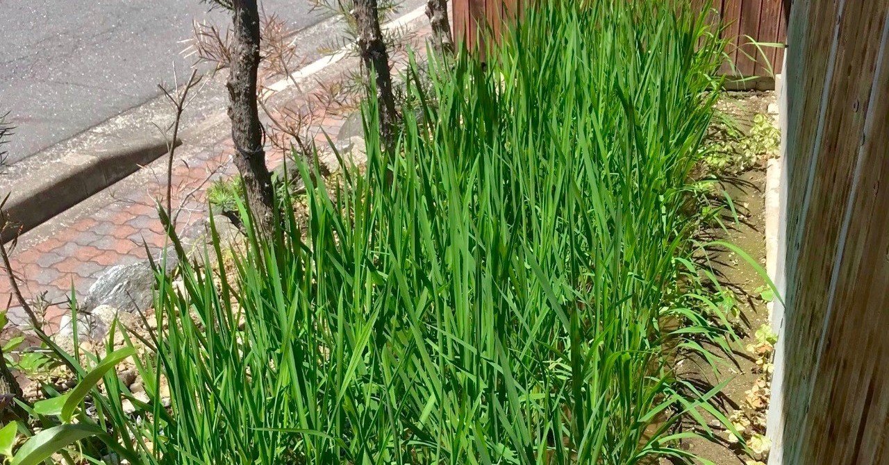 シャジクモ