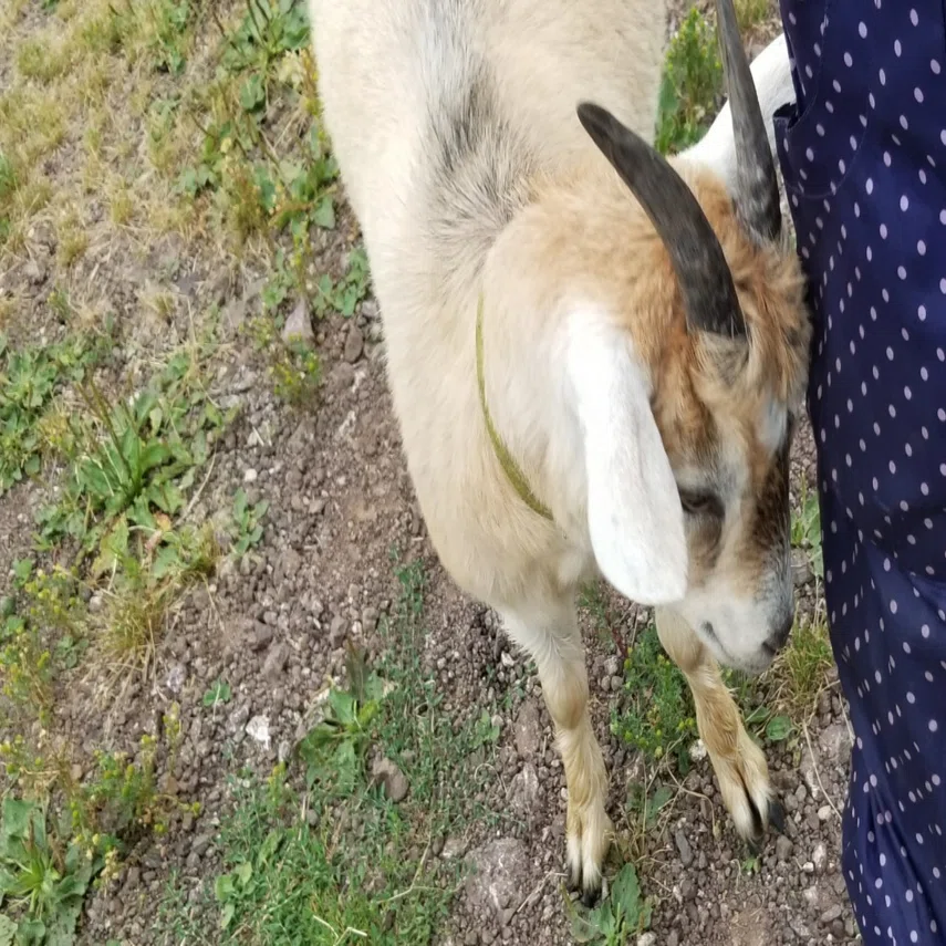 日記 ５時ヤギ タケウミ Note