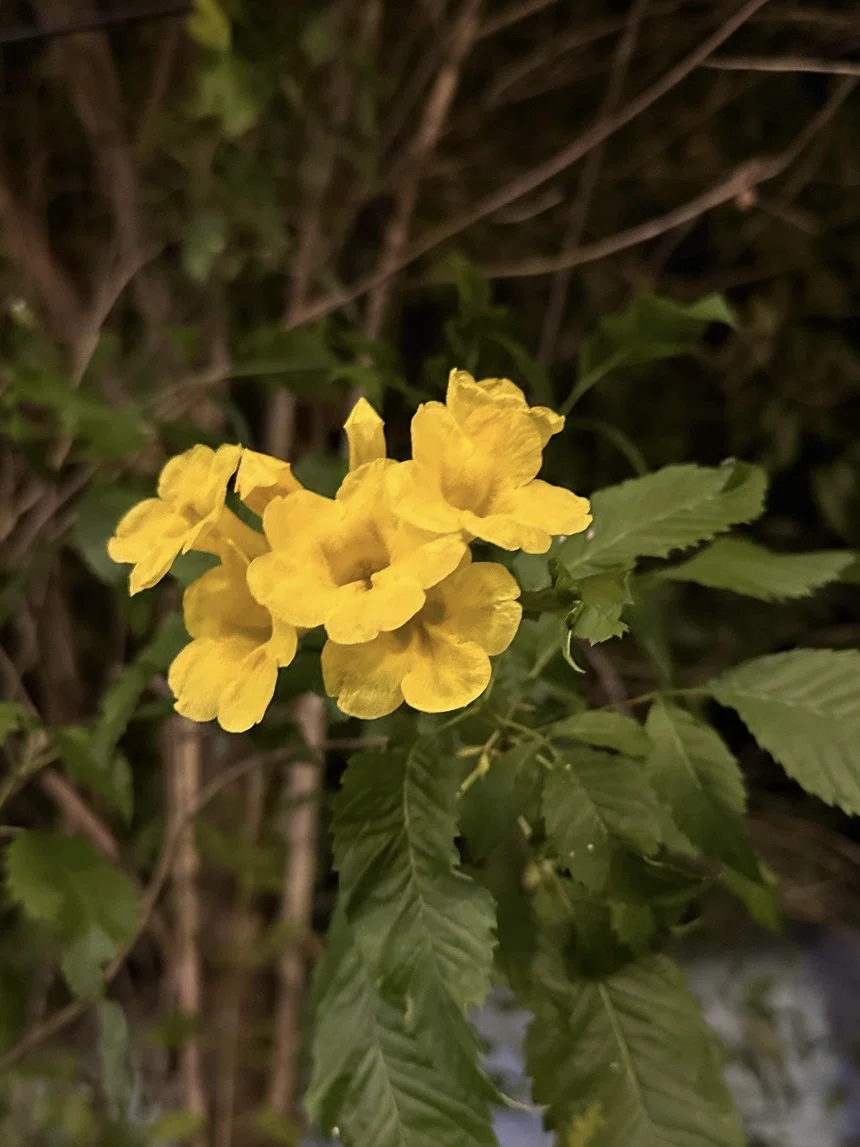 異国の花｜鈴木咲子/ Sakiko Suzuki